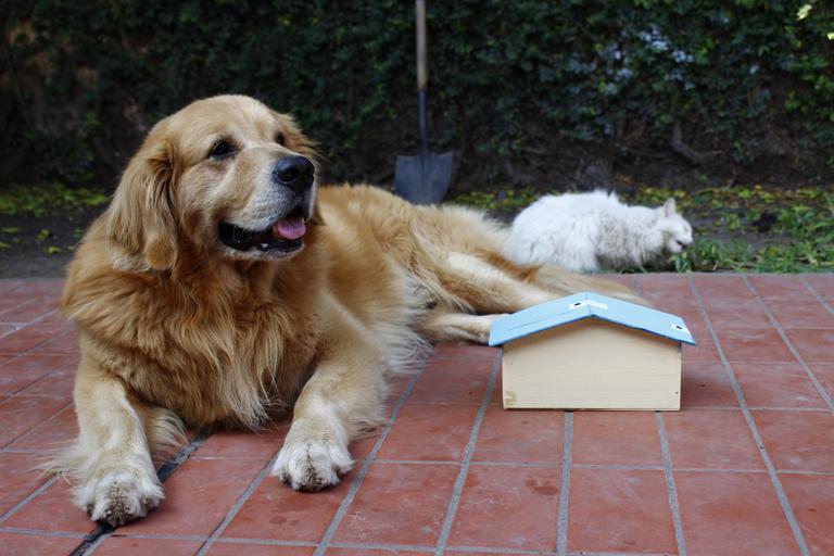 Helping Your Furry Friend Through the Move