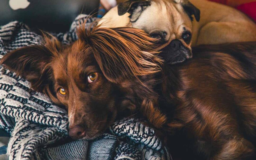 Moving with pets? Mobile storage pods say no problem!