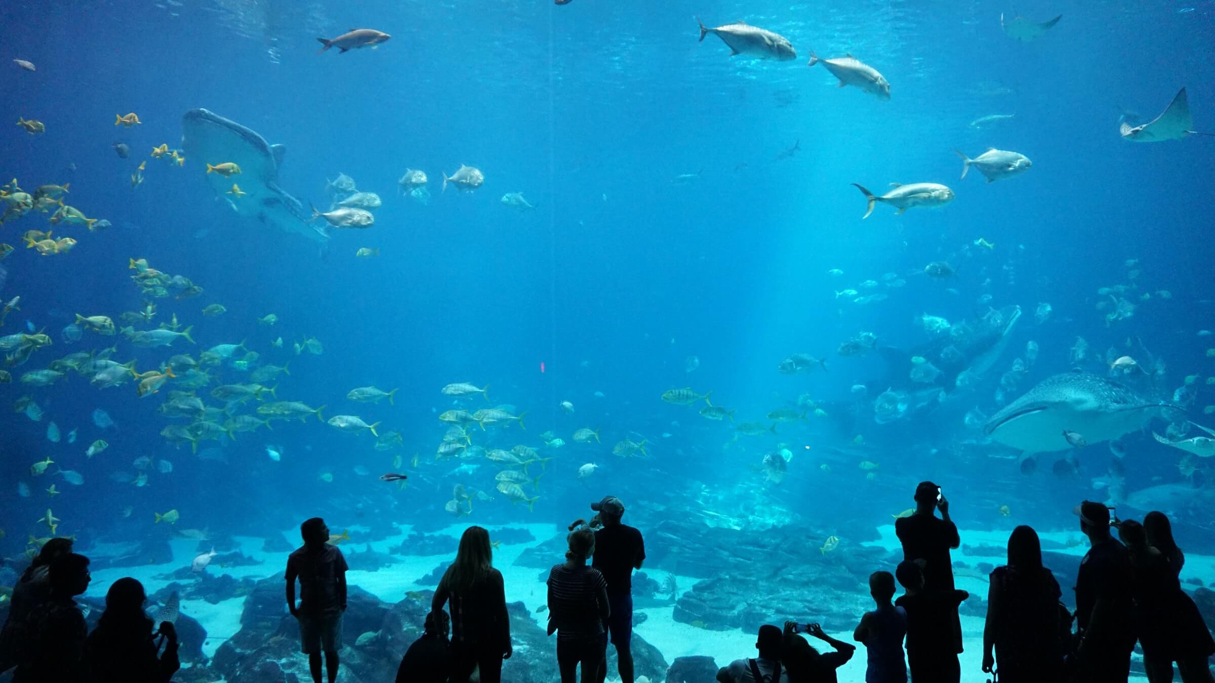Aquarium Image from Mobile Attic Website