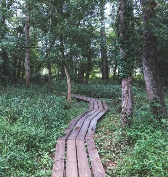 Boardwalk through Forest MA Website Image