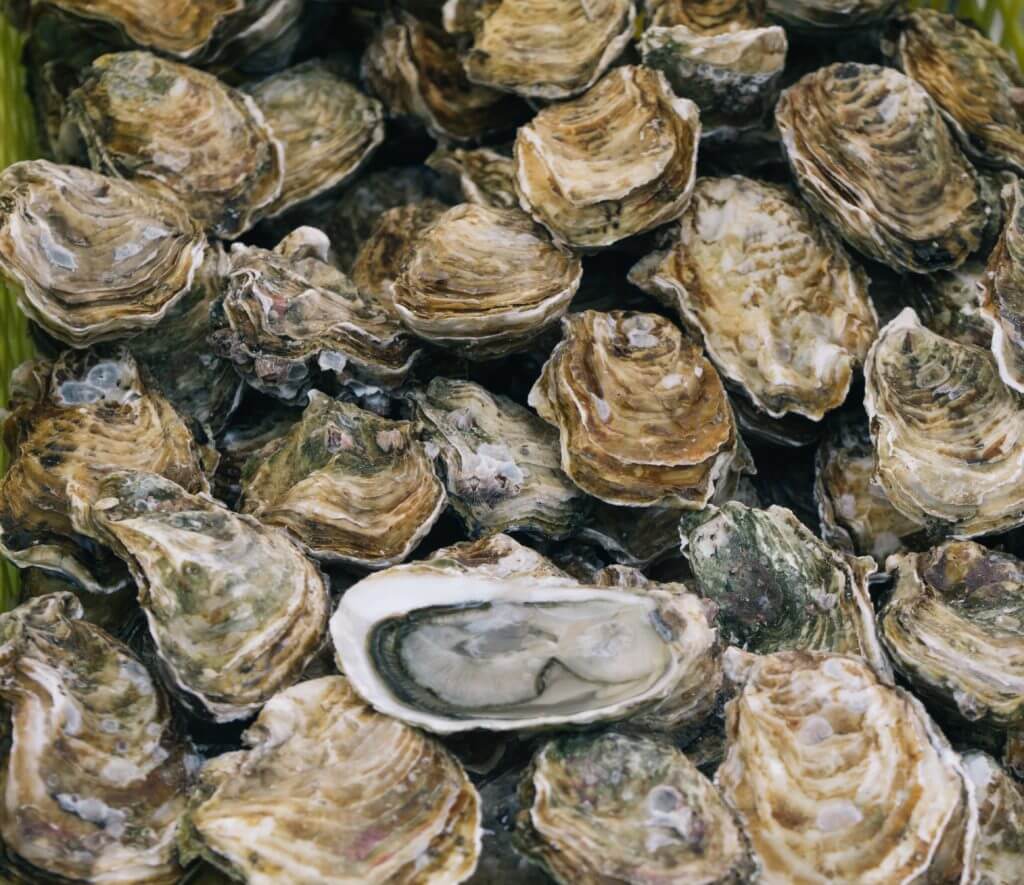 Oysters Mobile Attic Website Image