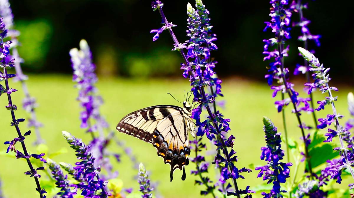 Purple flowers and butterfly Mobile Attic Website Image