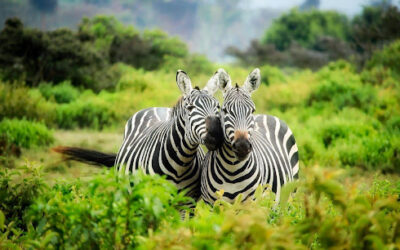 Time for a vacation? Consider the Riverbanks Zoo in Columbia, SC