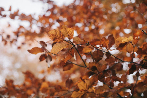 Autumn Moving with Mobile Storage Pods