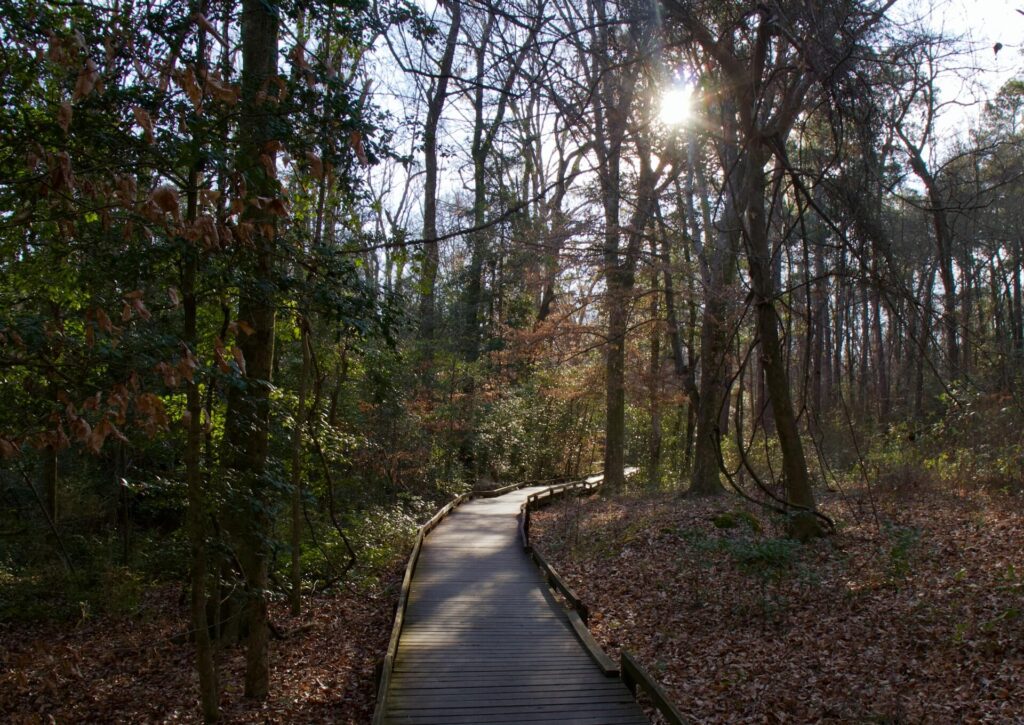 Congaree National Forest Lexington SC Image