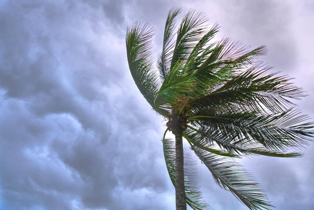 Palm Tree in Hurricane Storm
